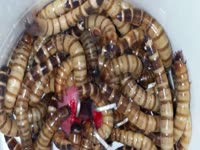 Worms getting inside the dick of a nasty dude